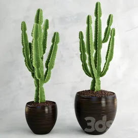 Cactus euphorbia ingens